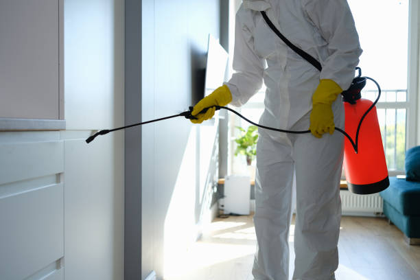 Attic Mold Removal in Willow Grove, PA