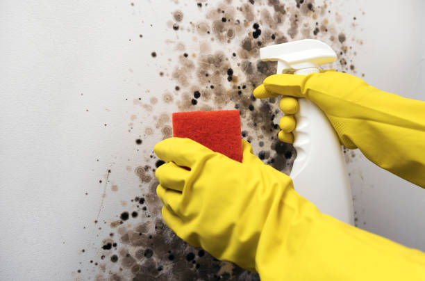 Best Crawl Space Mold Removal  in Willow Grove, PA